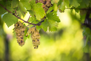 Fototapeta premium White wine grapes in a vineyard right before the harvest (color toned image)