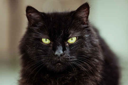 132 Best Yeux Jaunes Images Stock Photos Vectors Adobe Stock