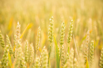 Beautiful wheat field close-up, soon getting ripe. Farm field in summer.
