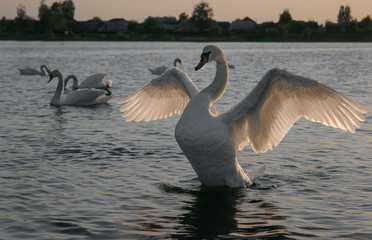 Swan flew to the lake at sunset. Swan is resting. Swan on the lake.