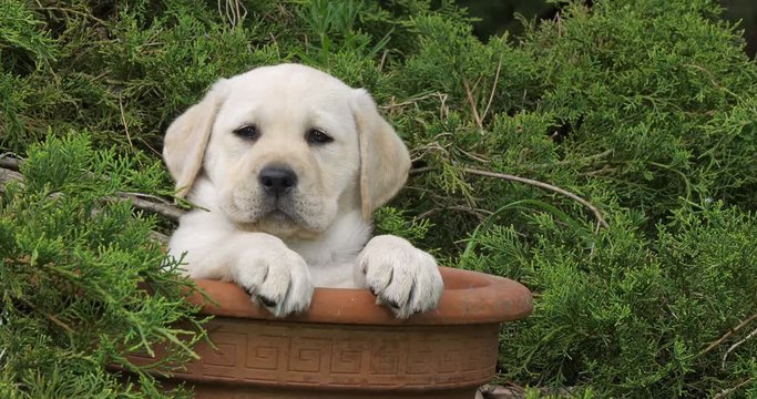 Yellow Labrador Retriever, Puppy Playing in a Flowerpot, Normandy, Slow Motion 4K