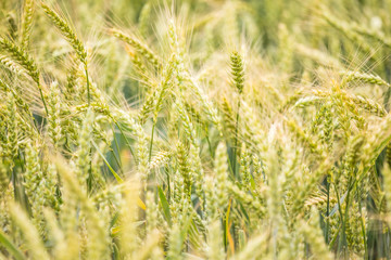 Fototapeta premium Beautiful wheat field close-up, soon getting ripe. Farm field in summer.