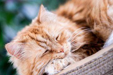 Portrait de chat angora roux couché