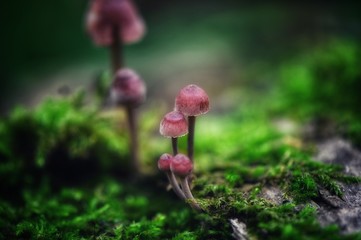 mushrooms