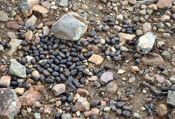 kudu dung pellets on stony ground