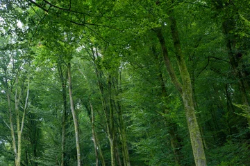 Fototapeten Forest Vosges France © A
