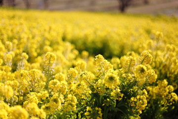 Obraz premium 菜の花畑