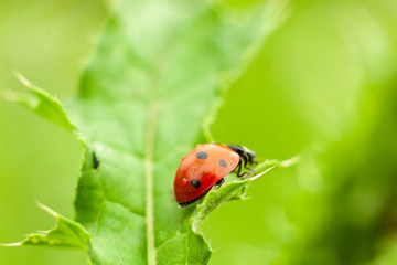 Ladybug on a blade of grass. Insect crawling on the leaf. Beautiful bug.