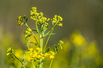 Beautiful wild turnip flowers blossoming in the field. Wild edible plant groving in natural habitat.