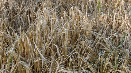 Fast reifes Getreide wiegt sich im Wind