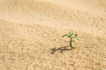 young plant in the desert
