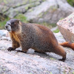 Yellow-bellied marmot