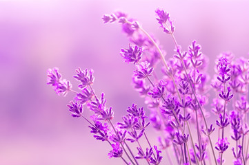 Blooming lavender in the sunlight, pastel colors and blur background. Soft light effect. Place for text.