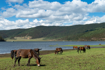 tibet scenery
