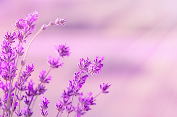 Obraz na płótnie Canvas Blooming lavender in the sunlight, pastel colors and blur background. Soft light effect. Place for text.