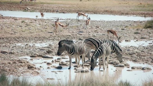 herd of zebras drink water. South Africa, Namibia