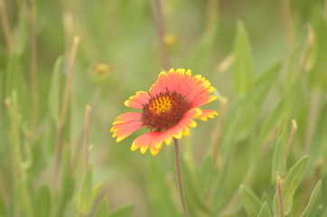 Birds on flowers in the garden