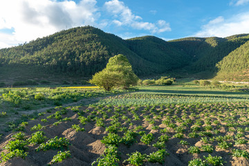 tibet scenery