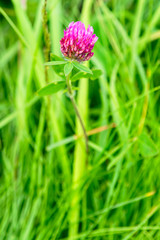 Close up of a single Red Clover wildflower growing in a meadow in the Yorkshire Dales.