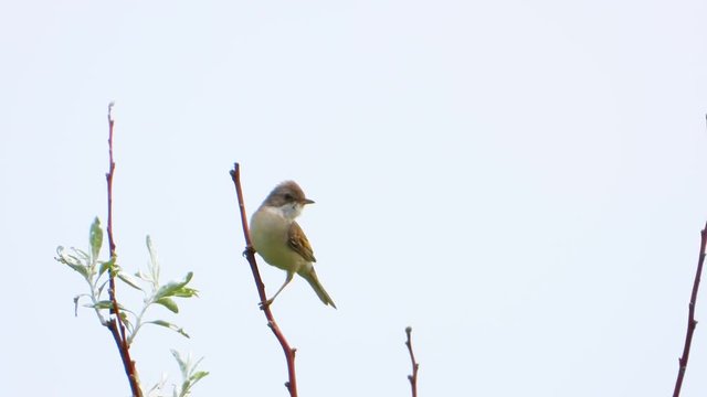 Greater Whitethroat singing on a tree branch