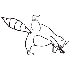 Doodle outline set of raccoon do yoga