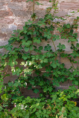 Brombeerzweige erklimmen das Mauerwerk