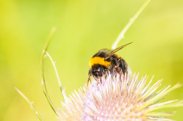 A bumblebee on a pink flower.Insect on flower