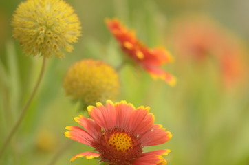 Birds on flowers in the garden