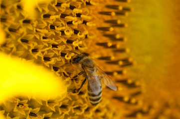 Bee collects nectar from a sunflower.Bee and sunflower