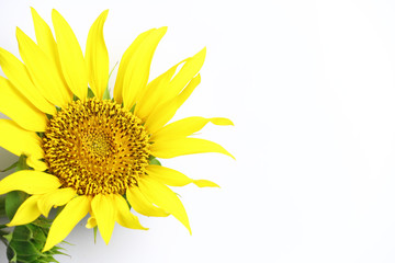 Obraz premium Yellows flowers in the garden,sunflowers, Sunflower isolated on white background