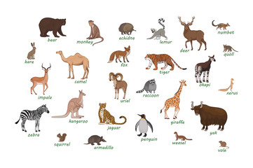 Set of animals. Armadillo camel deer echidna impala numbat okapi quoll raccoon urial vole weasel xerus lemur zebra hare - obrazy, fototapety, plakaty