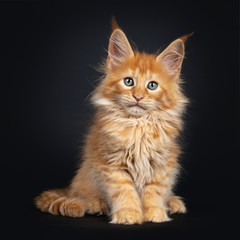 Mesmerizing red Maine Coon cat kitten, sitting facing front. Looking straigth at lens with dreamy green eyes. isolated on a black background.