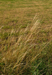 Grashalme wiegen sich im Wind