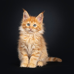 Fototapeta na wymiar Mesmerizing red Maine Coon cat kitten, sitting facing front. Looking beside lens with dreamy green eyes. isolated on a black background.