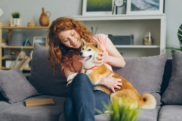 Cheerful young lady happy dog owner is stroking beautiful shiba inu puppy on couch in flat sitting...