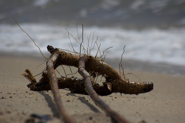 roots of a tree as jetsam or flotsam by the sea