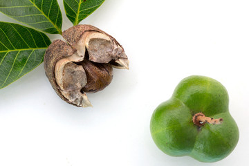 Rubber seeds (Hevea brasiliensis) and rubber leaves isolated on white background.