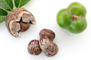 Rubber seeds (Hevea brasiliensis) and rubber leaves isolated on white background.