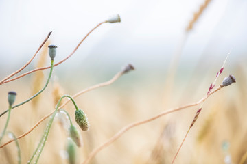 durch die gegend schauen