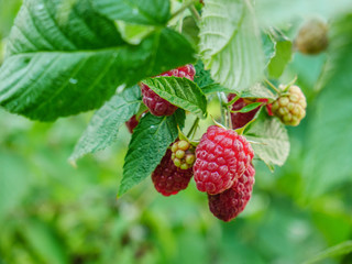 Ripe raspberries in garden. Red sweet berries growing on raspberry bush in fruit garden copy space