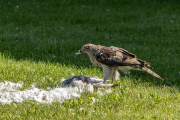 Hawk, Northern Goshawk eating prey