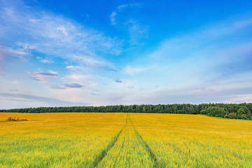 Fototapeta premium Field with rye and road at sunset time.