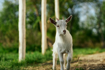 Obraz premium goat on pasture