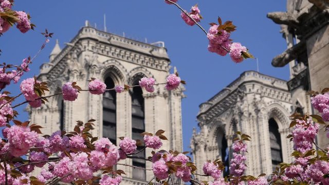 Colorful cherry blossom tree and Notre Dame Cathedral Paris