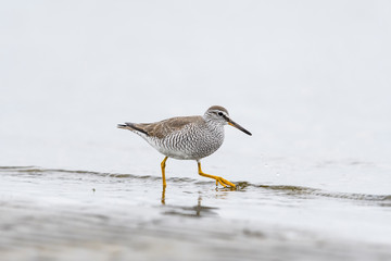 Obraz premium キアシシギ(Grey-tailed Tattler)