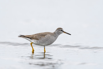 キアシシギ(Grey-tailed Tattler)