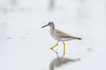 キアシシギ(Grey-tailed Tattler)
