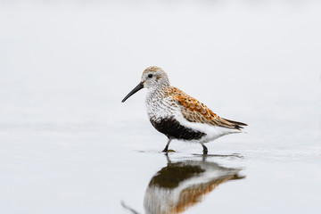 ハマシギ夏羽(dunlin)