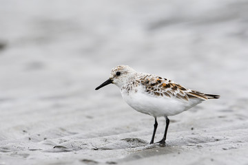 ミユビシギ(Sanderling)