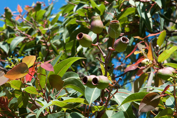 Sydney Australia, large gum nuts of a corymbia tree which is part of the eucalypt family